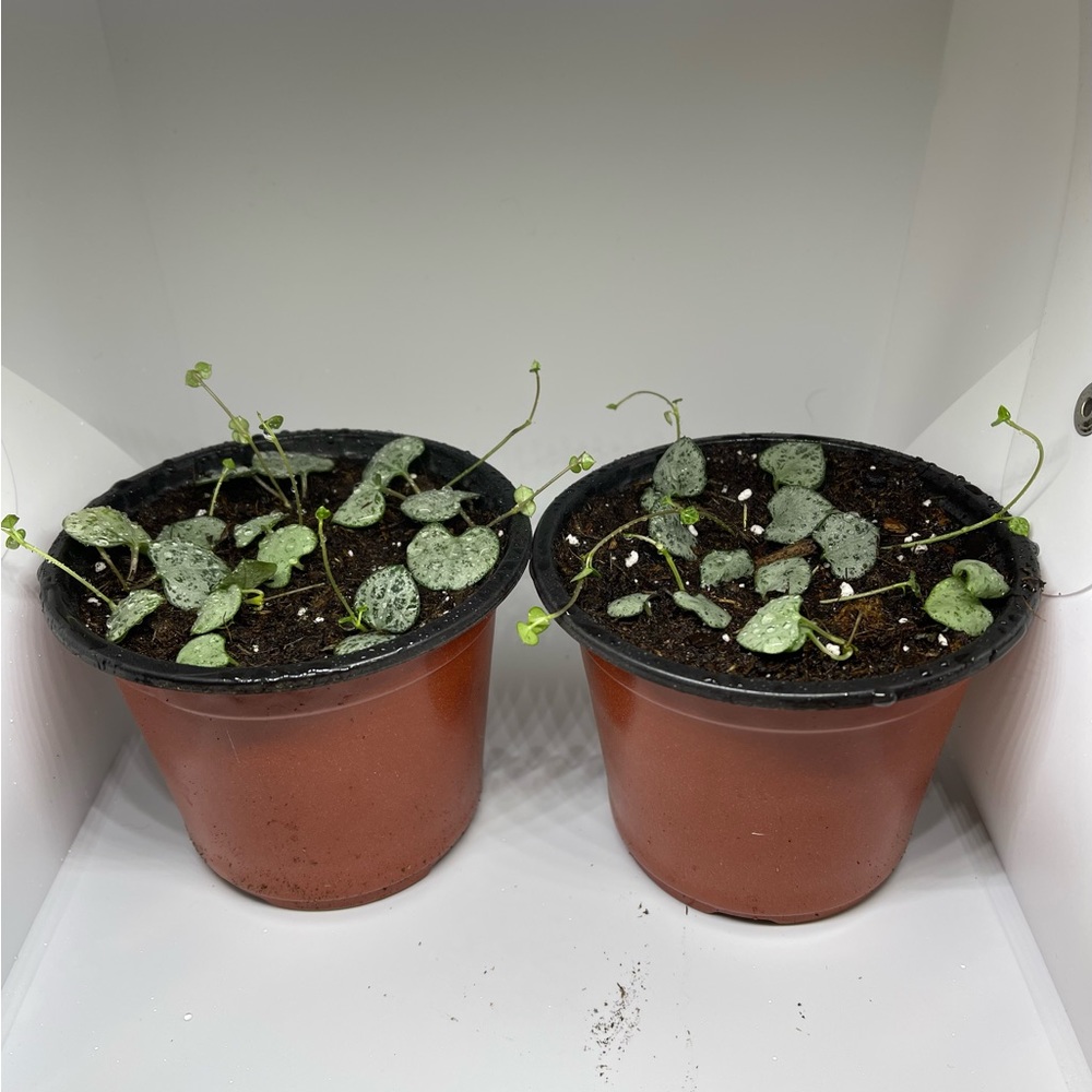 rare silver glory string of hearts live plant